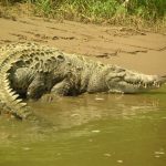 Crocodile meat is in high demand from the restaurants of upmarket tourist hotels and China