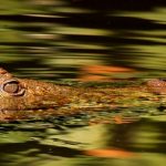 Crocodile meat is in high demand from the restaurants of upmarket tourist hotels in Nairobi and from China