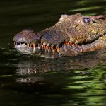 Crocodile meat is in high demand from China and the restaurants of upmarket tourist hotels in Nairobi