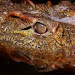 Crocodile meat is in high demand from the restaurants of upmarket tourist hotels in Nairobi