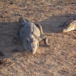 Crocodile meat is very popular in China