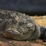 In China, crocodile meat is very popular