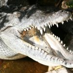 Crocodile meat is said to taste similar to chicken