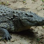 Crocodile meat is said to taste similar to chicken and is white in color