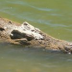 Crocodiles in America are either olive-green or gray-green in color