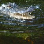 The hides of crocodiles are used to make shoes, handbags and belts