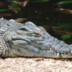 The hides of crocodiles are used to make belts, handbags and shoes