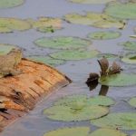 The hides of crocodiles are used to make shoes, belts and handbags