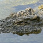 The hides of crocodiles are used to make belts, shoes and handbags