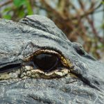 The hides of crocodiles are used to make handbags, belts and shoes