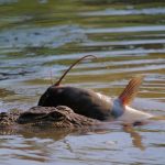 Crocodile farming has its challenges