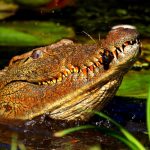 Crocodile farming comes with its challenges