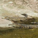 American crocodiles have long, slender snouts