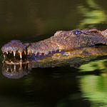 Crocodile farming in Kenya has its challenges