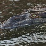 Crocodiles in farms are fed with blood-soaked maize, fish, and other meats