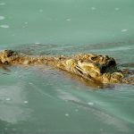 American crocodiles have slender, long snouts