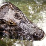 Crocodiles in farms are fed with blood-soaked maize, meat, and fish