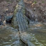 The enclosures in crocodile farms have steep walls to prevent them from escaping
