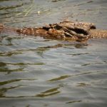 In Africa crocodile farming is growing at 22% per year