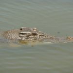 Crocodile farming is growing at 22% per year in Africa according to industry estiimates