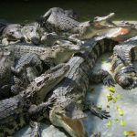 South Africa leads the pack in crocodile farming