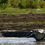 American crocodiles have slender and long snouts