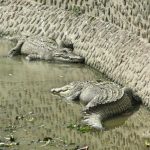 South Africa leads the pack in crocodile farming followed by Zambia