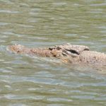 South Africa leads the pack in crocodile farming according to industry estimates followed by Zambia, Kenya and Zimbabwe