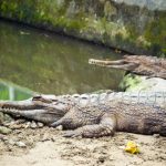 South Africa leads the pack in crocodile farming across Africa according to industry estimates followed by Zambia, Kenya and Zimbabwe