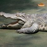 Crocodile leather shoes remain popular around the world