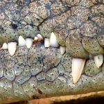 There are 21 crocodile farmers in Kenya