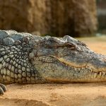 There are 21 crocodile farmers in Kenya but 60 more have applied for the required licences