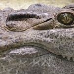 In Kenya there are 21 crocodile farmers but 60 more have applied for the licences