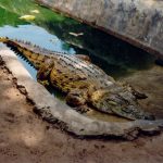 Crocodiles in American have long and slender snouts