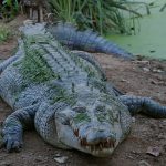 There are 21 crocodile farmers in Kenya but 60 more have applied for the licences, according to KWS, a government agency