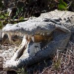 Farming of crocodiles poses no problem because they are not endangered