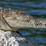 Farming of crocodiles poses no problem because they are not considered endangered