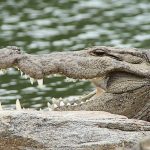 Farming of crocodiles in Kenya poses no problem because they are not considered endangered