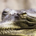 Farming of Nile crocodiles poses no problem because they are not considered endangered