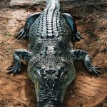 Crocodiles in American have slender and long snouts