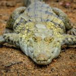 In Kenya farming of crocodiles poses no problem because they are not considered endangered