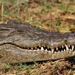 The start-up costs of crocodile farms are onerous