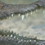 The start-up costs of crocodile farms are very high