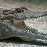 Crocodiles live throughout the Nile basin, sub-Saharan Africa, and Madagascar