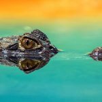Crocodiles live throughout Madagascar, the Nile basin, and sub-Saharan Africa
