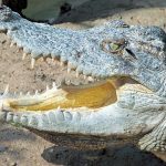 Crocodiles live throughout Madagascar, sub-Saharan Africa, and the Nile basin