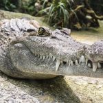 Crocodiles live in mangrove swamps, freshwater marshes, and rivers