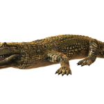 Crocodiles live in rivers, freshwater marshes, and mangrove swamps