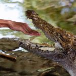 Crocodiles live in freshwater marshes, rivers, and mangrove swamps