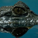Crocodiles live in freshwater marshes, mangrove swamps, and rivers throughout Madagascar, sub-Saharan Africa, and the Nile Basin